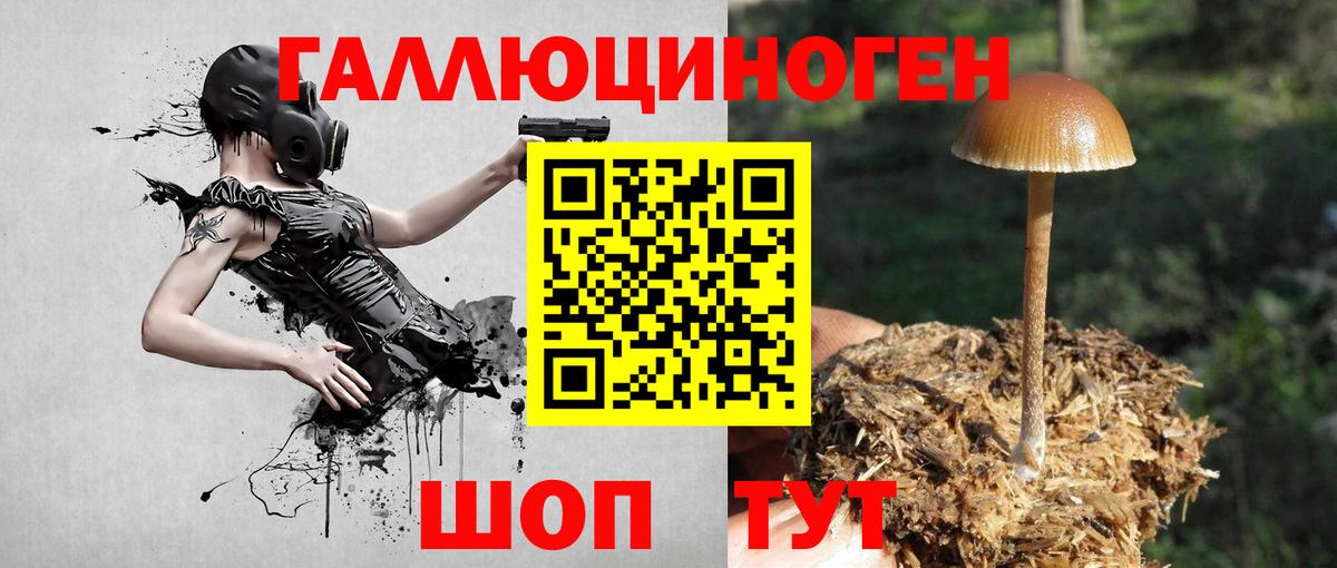 Псилоцибиновые грибы Psilocybe  сколько стоит  Баксан 